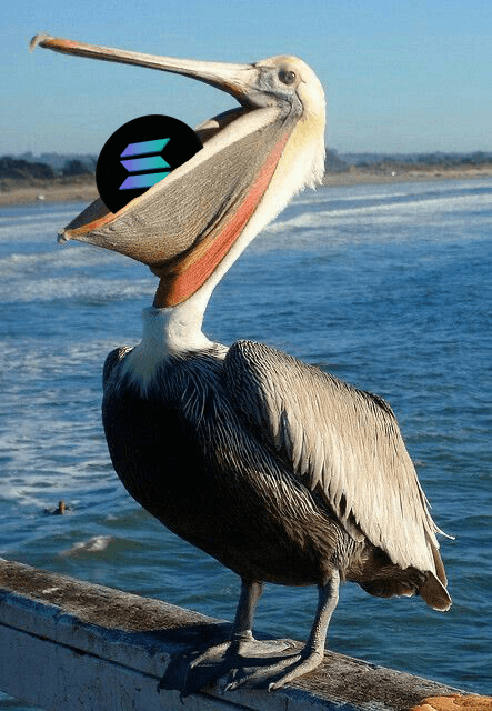 Solana eaten by pelican