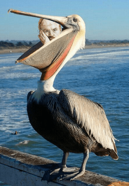 Louis CK eaten by pelican
