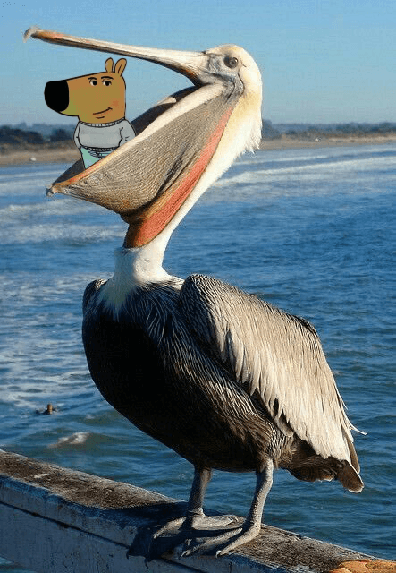 Chillguy eaten by pelican