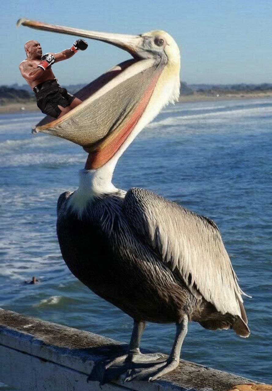 Mike Tyson eaten by pelican