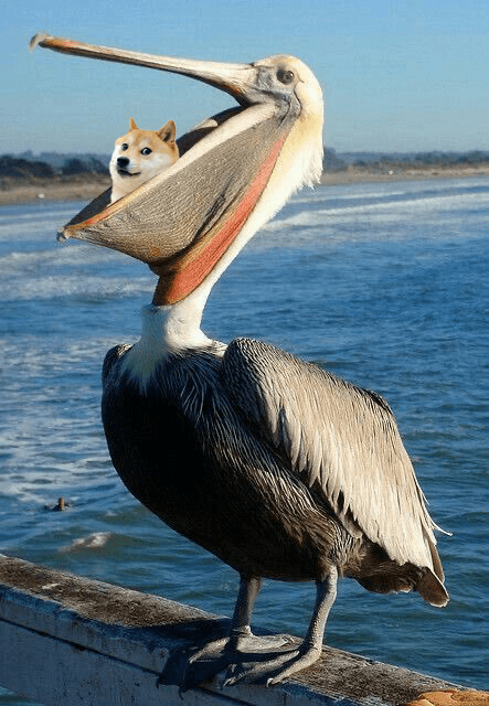 Dogecoin eaten by pelican