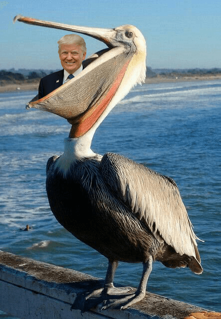 Donald Trump eaten by pelican