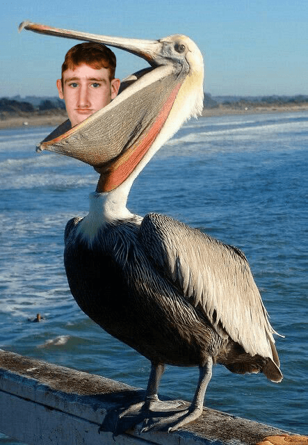 Greg eaten by pelican