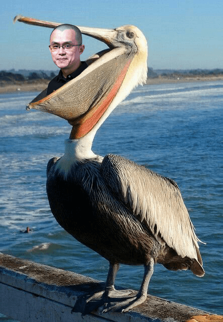 CZ eaten by pelican