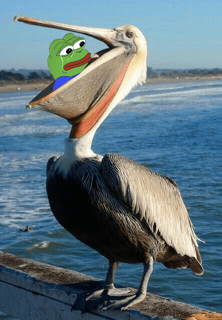 Pepe eaten by pelican