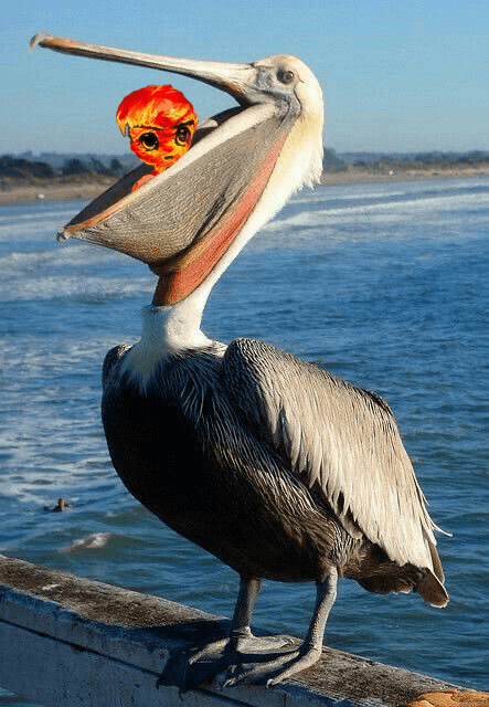 Pain eaten by pelican