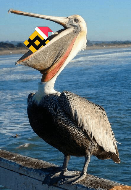 Binance Intern eaten by pelican