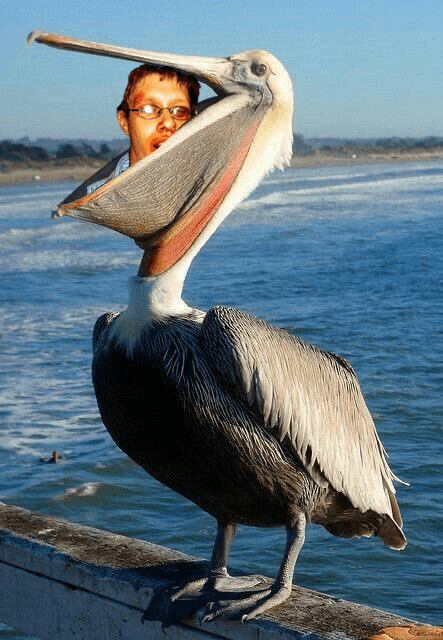 Beeple eaten by pelican