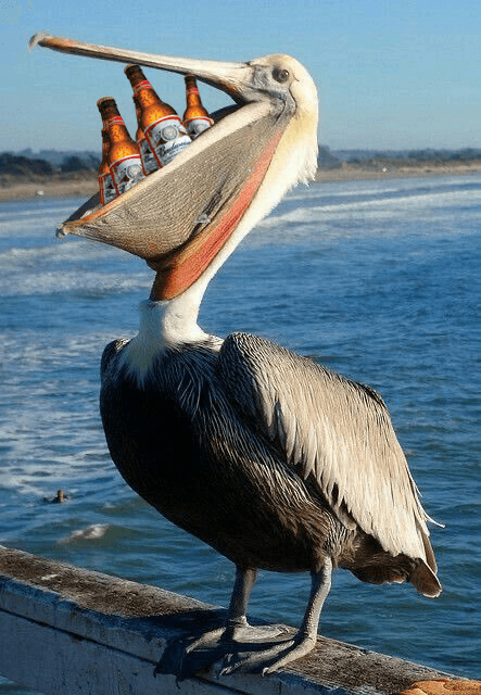 Budweiser eaten by pelican