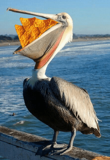 Doritos eaten by pelican