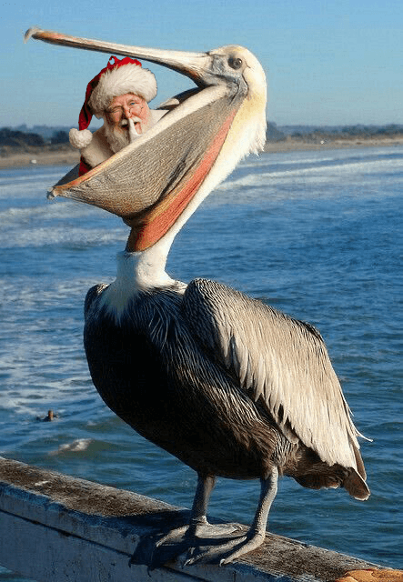 Santa eaten by pelican