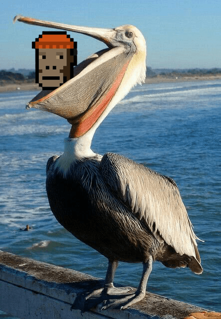 G Money eaten by pelican