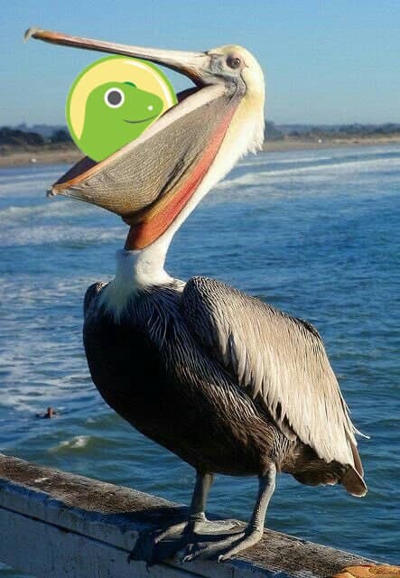 Coin Gecko eaten by pelican